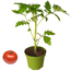 Verkleinertes Bild von Naturtalent by toom® Bio-Tomate verschiedene historische Sorten 11 cm Topf