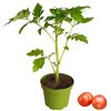 Tomatenpflanze im Topf mit zwei Tomaten