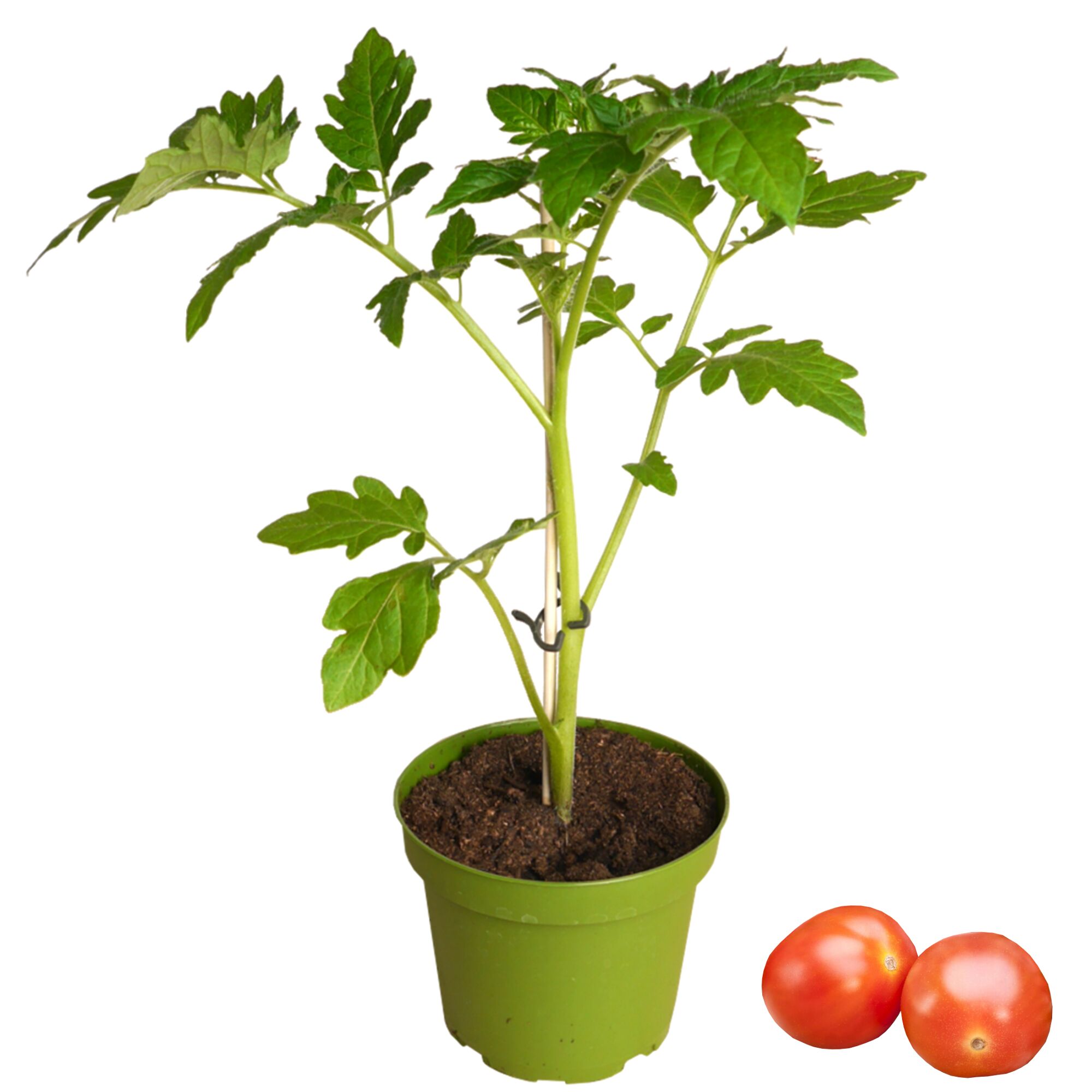 Tomatenpflanze im Topf mit zwei Tomaten