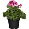 Edelgeranie 'Bella Donna Angel' verschiedene Farben 23 cm Topf