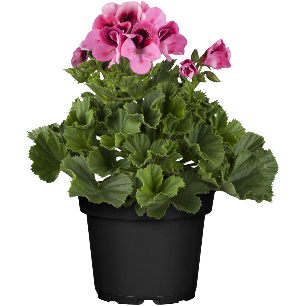 Edelgeranie 'Bella Donna Angel' verschiedene Farben 23 cm Topf