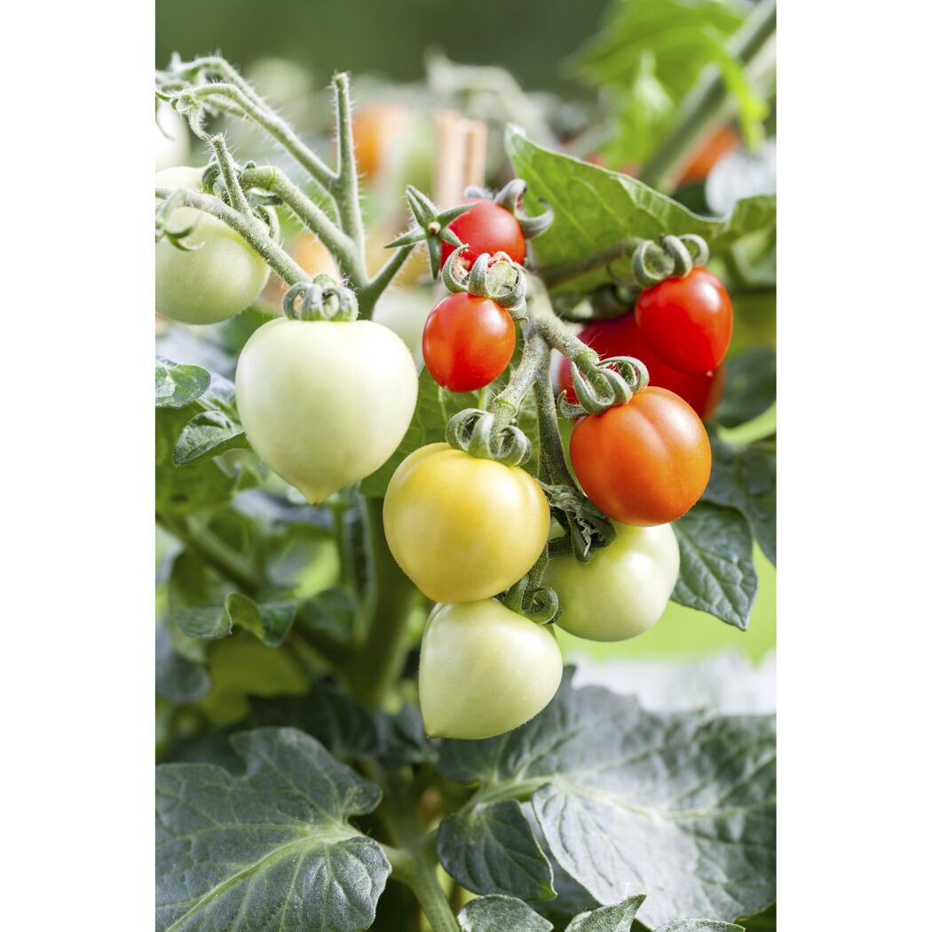 Tomatenpflanze mit grünen, gelben und roten Tomaten.