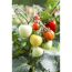 Tomatenpflanze mit grünen, gelben und roten Tomaten.