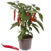Chillipflanze mit roten und grünen Chilis im Topf