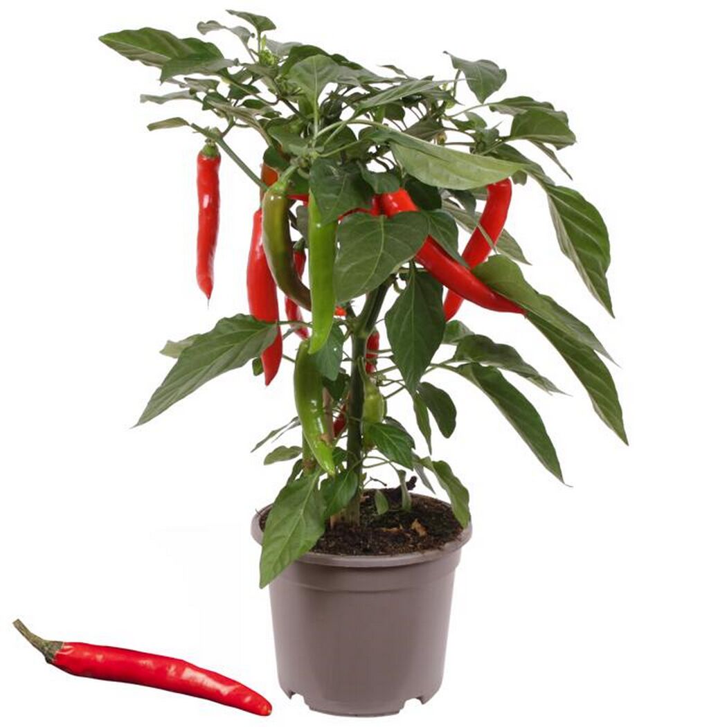 Chillipflanze mit roten und grünen Chilis im Topf