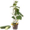 Gurkenpflanze mit gelben Blüten und Früchten
