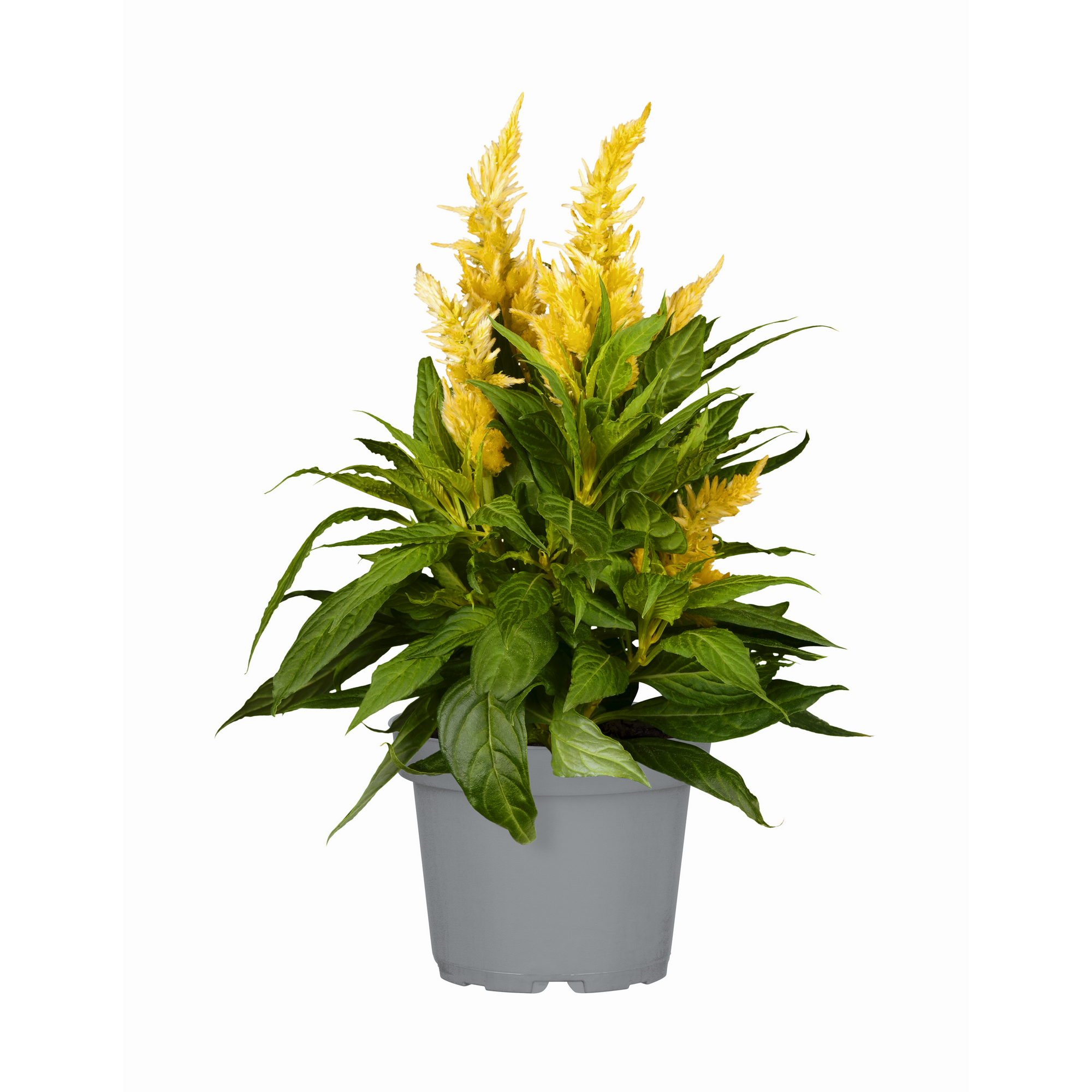 Federbusch verschiedene Farben 12 cm Topf