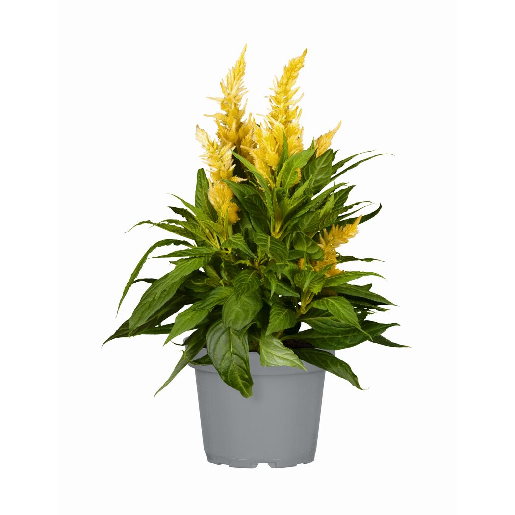 Federbusch verschiedene Farben 12 cm Topf