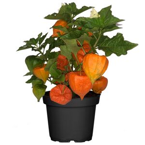 Lampionblume 10,5 cm Topf