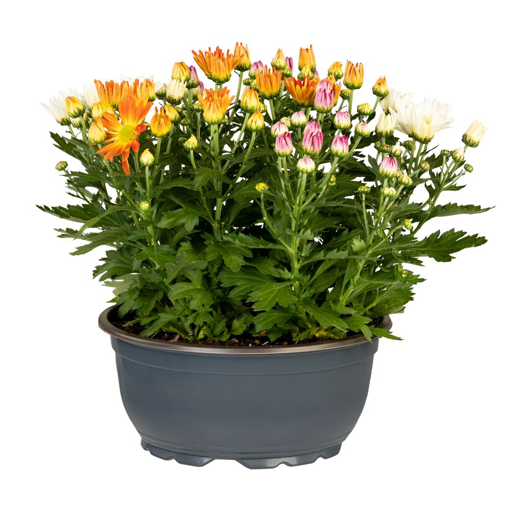Chrysantheme verschiedene Farben 23 cm Schale