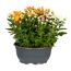 Chrysantheme verschiedene Farben 23 cm Schale