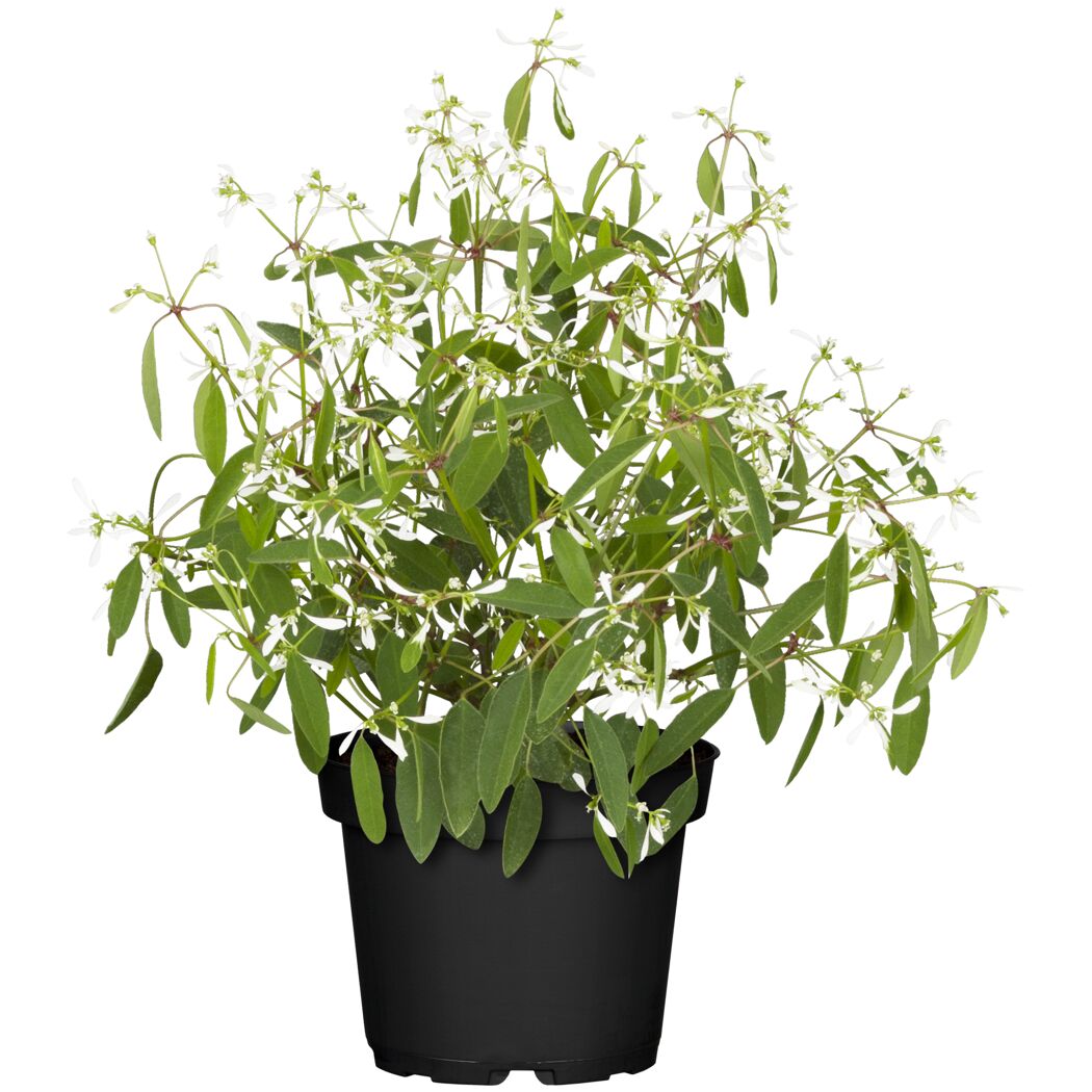 Euphorbia Diamond Frost Pflanze im Topf