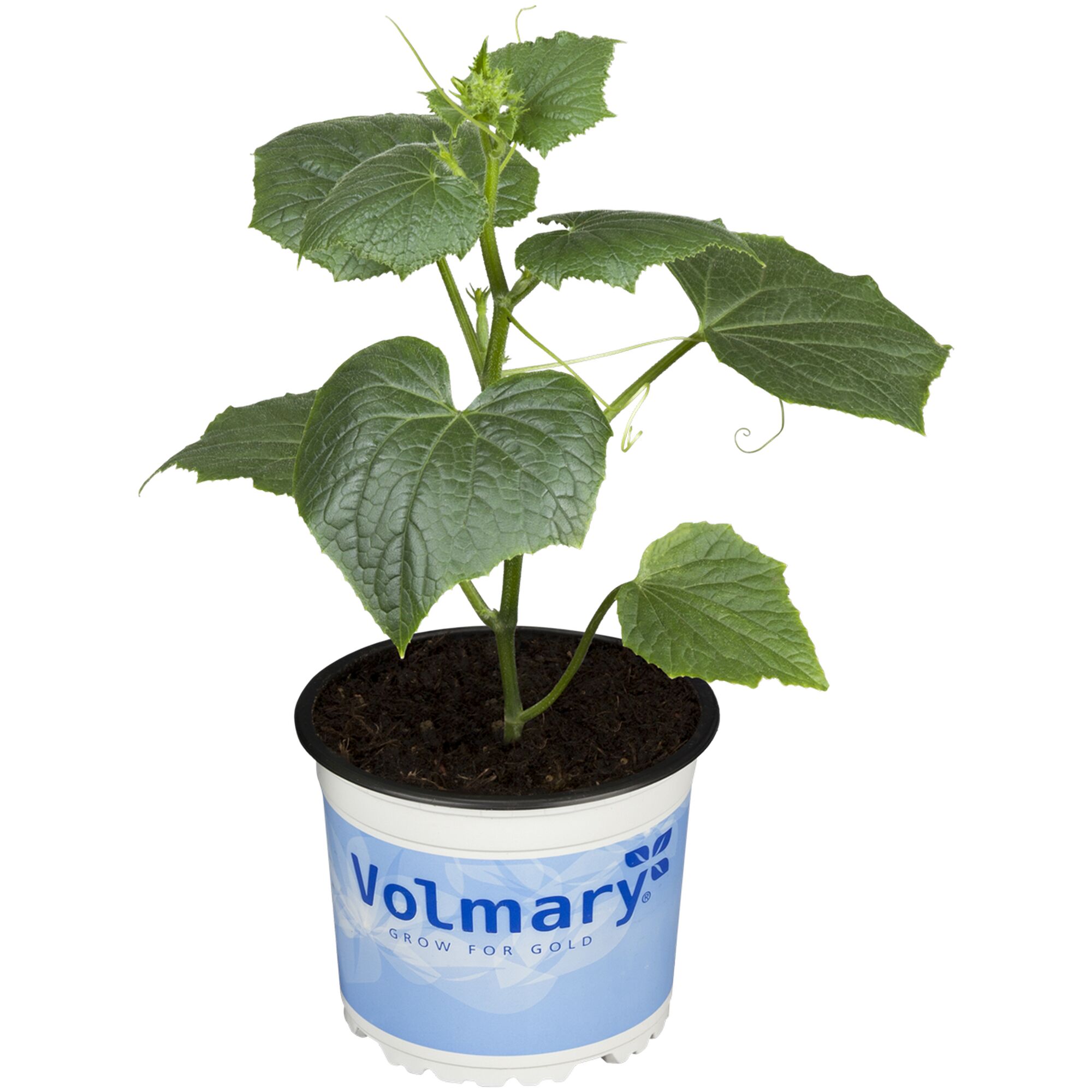 Gurkenpflanze Minigreen im Topf