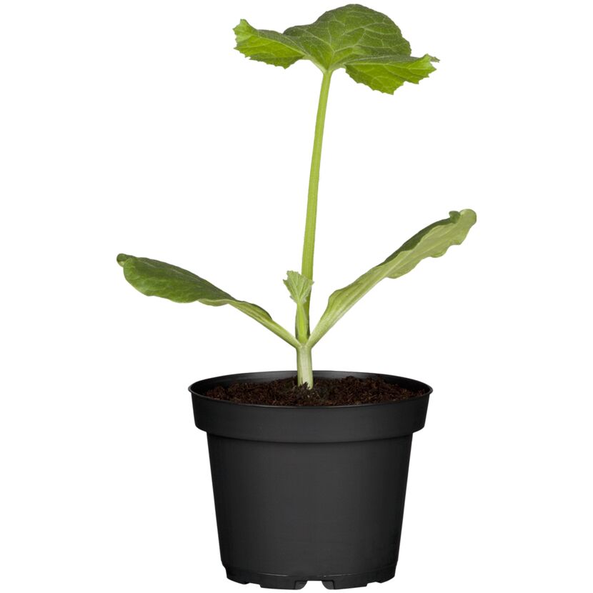 Jungpflanze Zucchino im schwarzen Topf