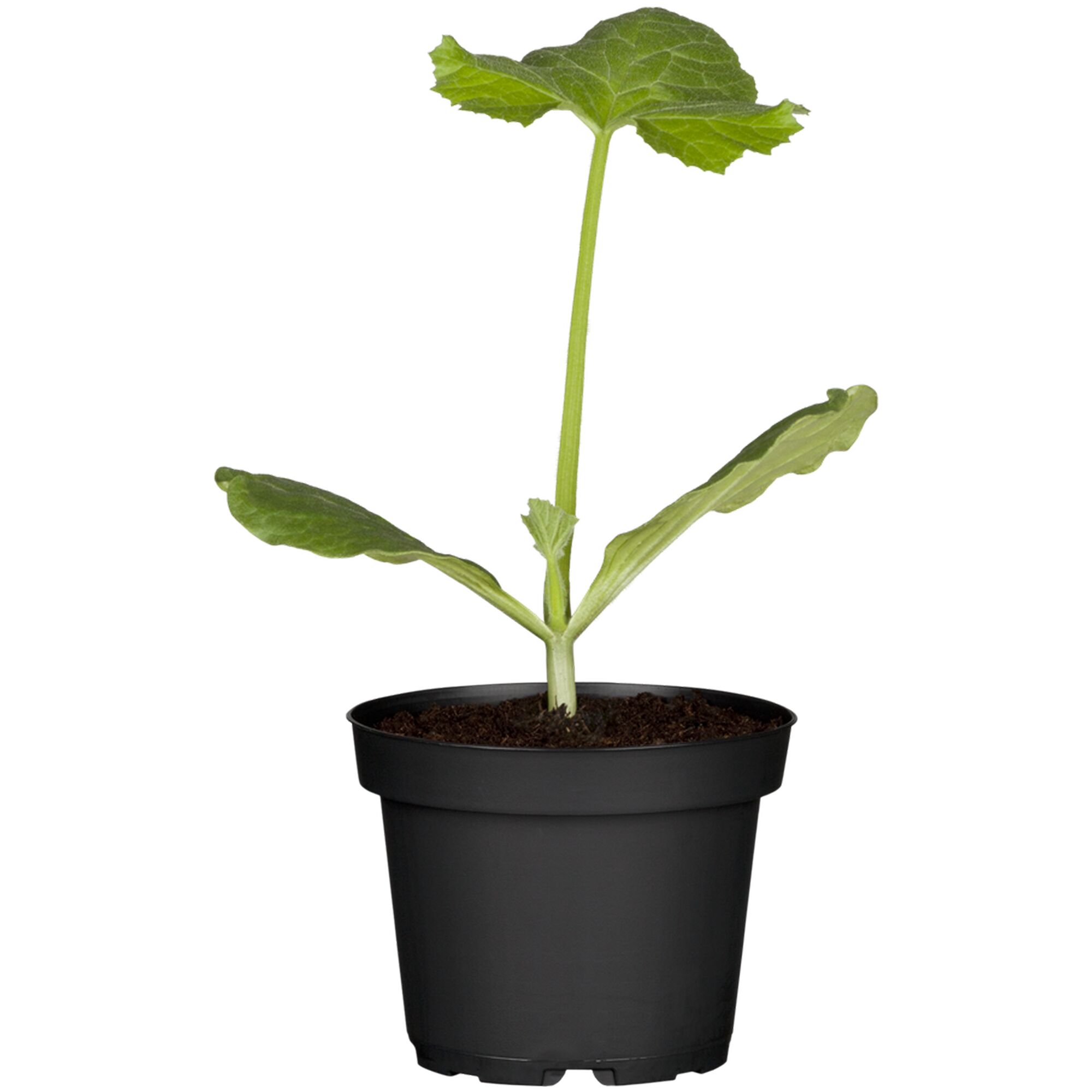 Jungpflanze Zucchino im schwarzen Topf