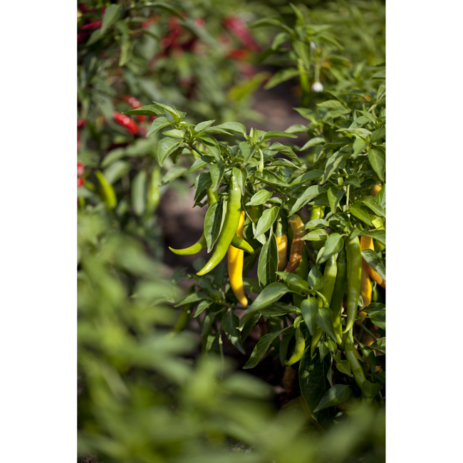 Bild von Peperoni 'Fireflame' F1, 10,5 cm Topf, 3er-Set