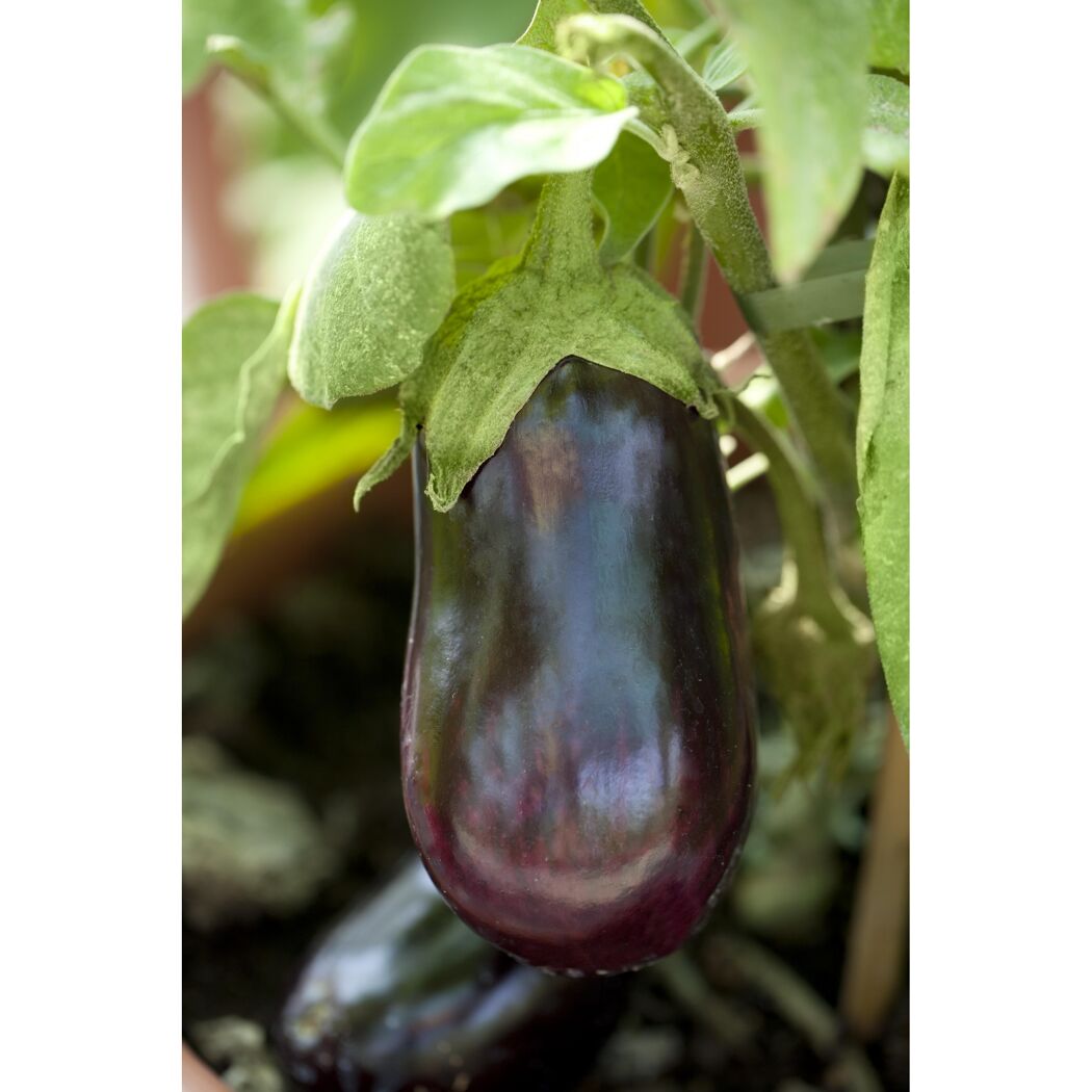 Eine glänzende Aubergine Blacky hängt an der Pflanze.