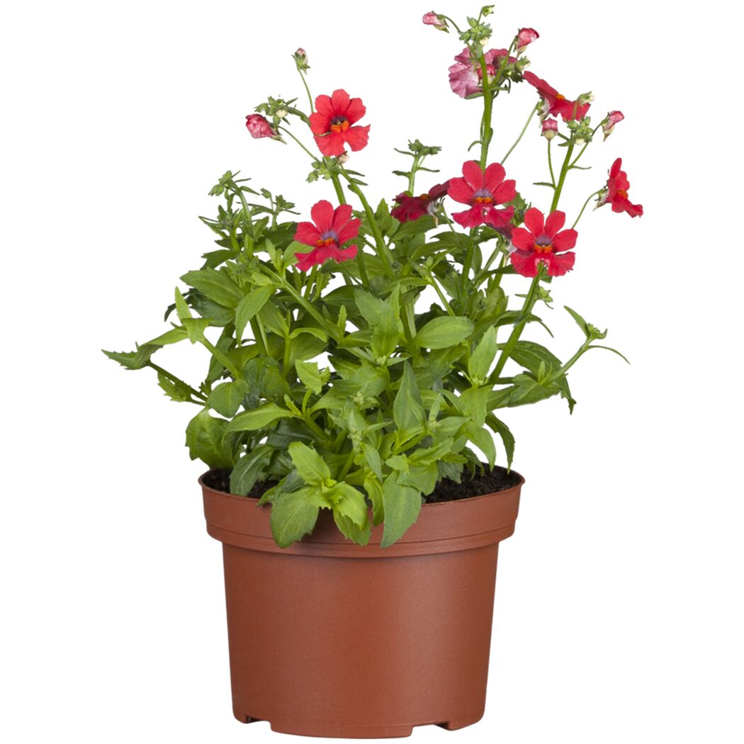Nemesia Cherry In Ice in Topf