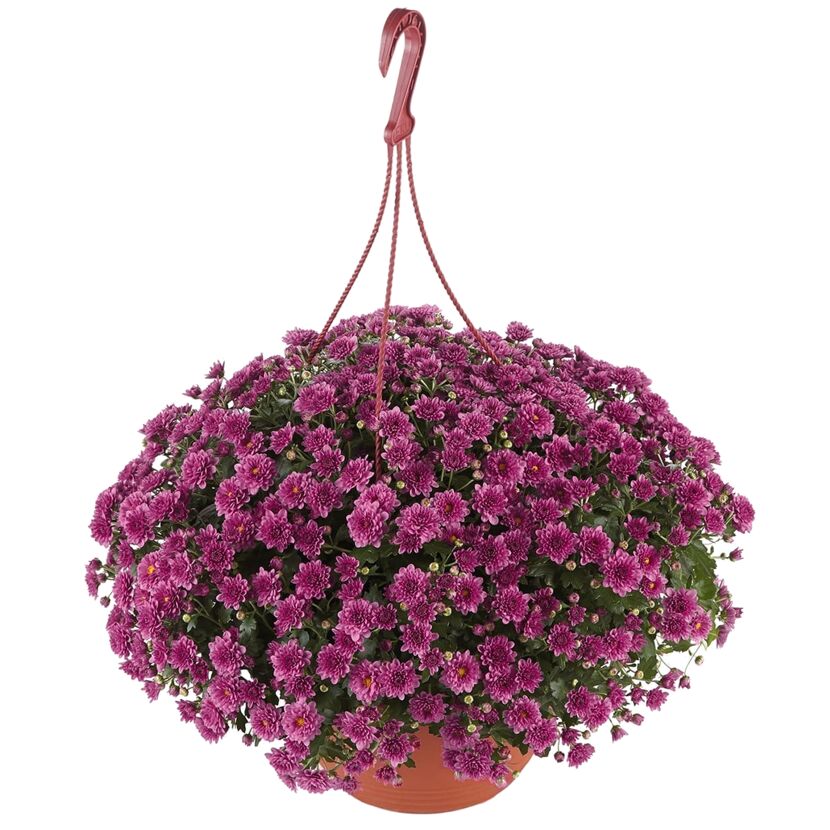 Hängender Topf mit lila Chrysanthemen.