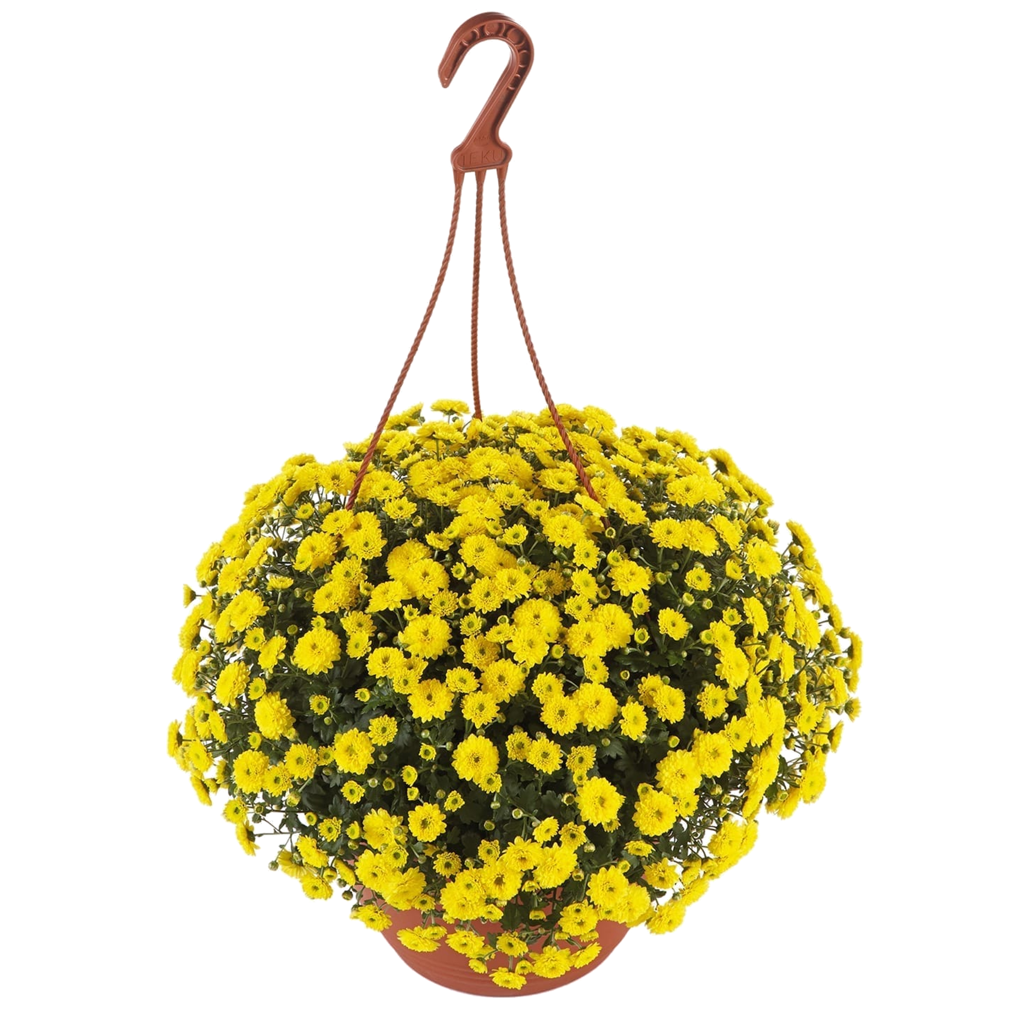 Chrysanthemen verschiedene Farben 25 cm Ampeltopf + product picture