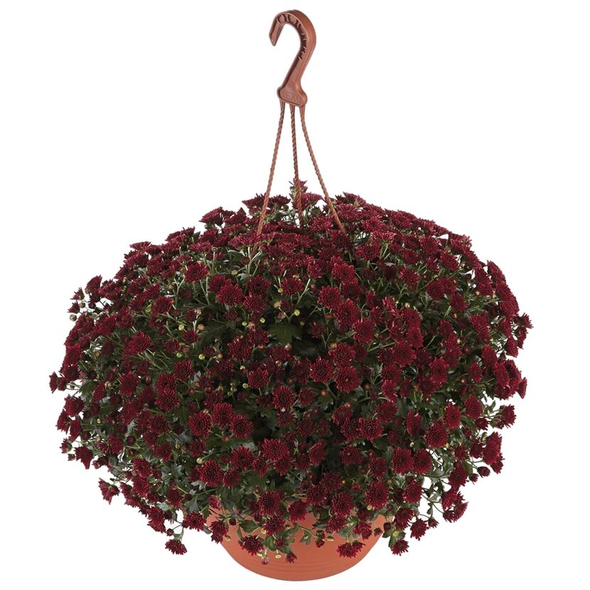 Hängende Chrysanthemen im Topf