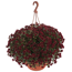 Verkleinertes Bild von Chrysanthemen verschiedene Farben 25 cm Ampeltopf