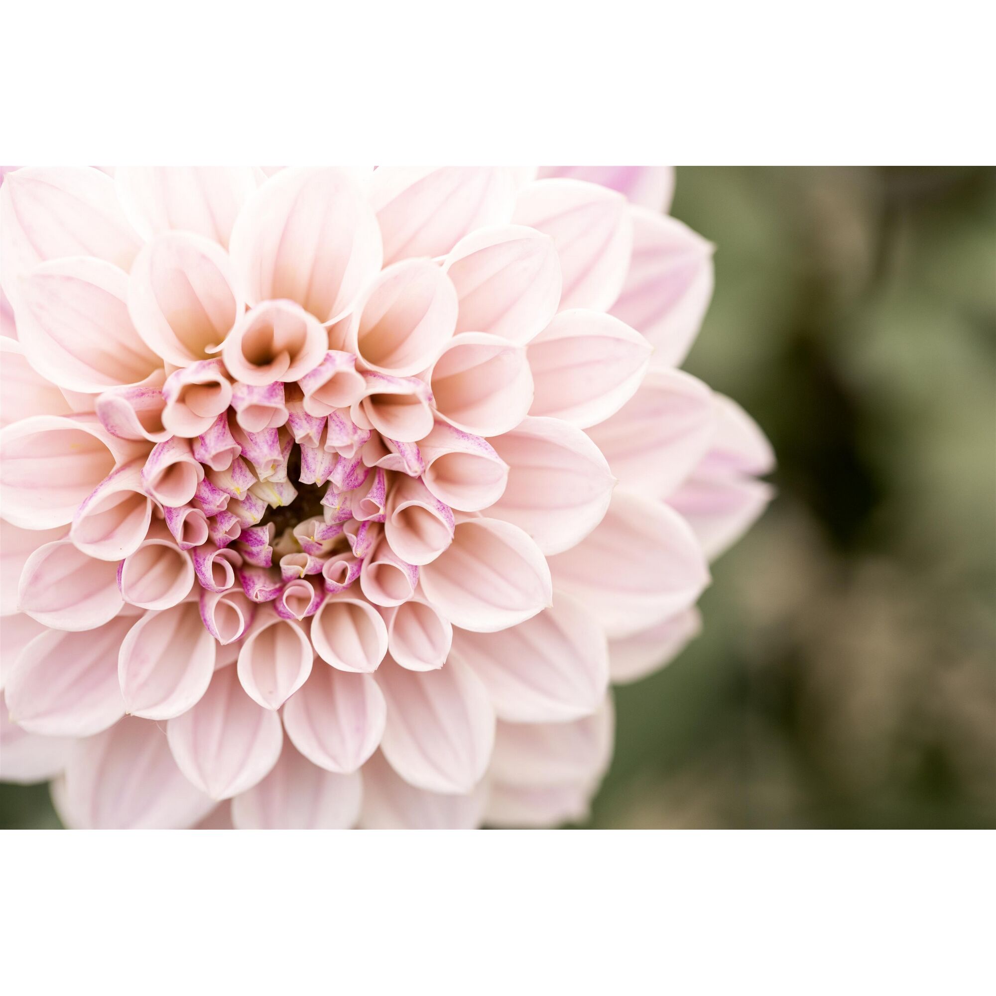 Nahaufnahme einer blassrosa Dahlie