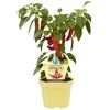 Blu Bio Extra Scharfer Zwerg-Chili im Topf