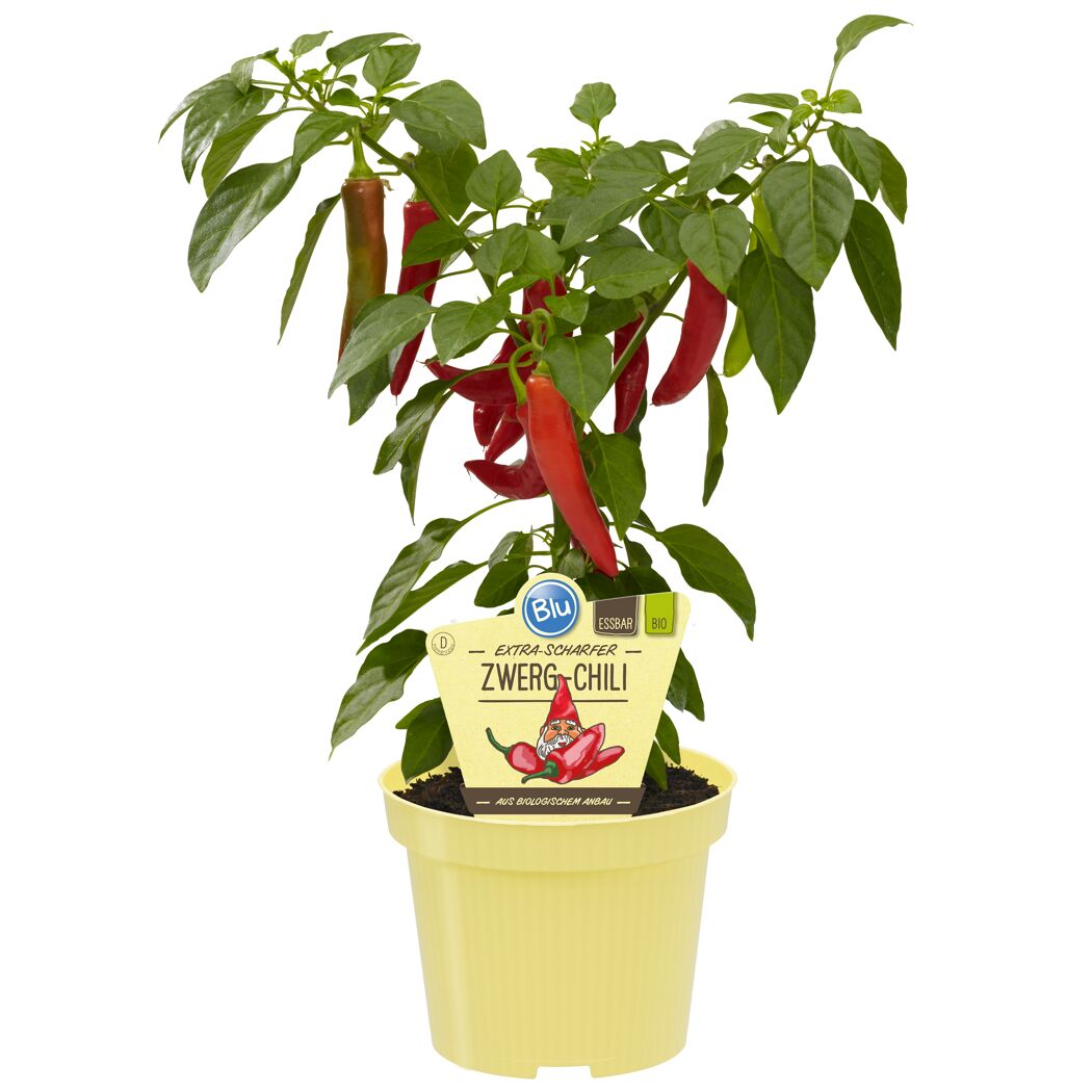 Blu Bio Extra Scharfer Zwerg-Chili im Topf
