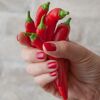 Hand hält rote Chilischoten