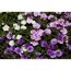 Calibrachoa Zauberglöckchen in Weiß, Lila und Violett