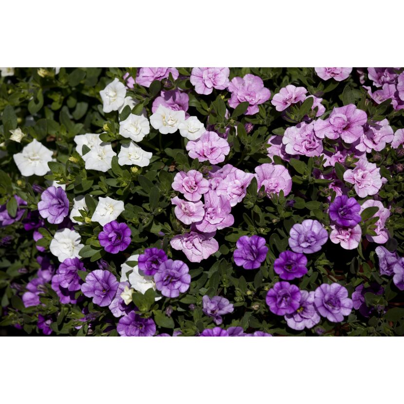 Calibrachoa Zauberglöckchen in Weiß, Lila und Violett