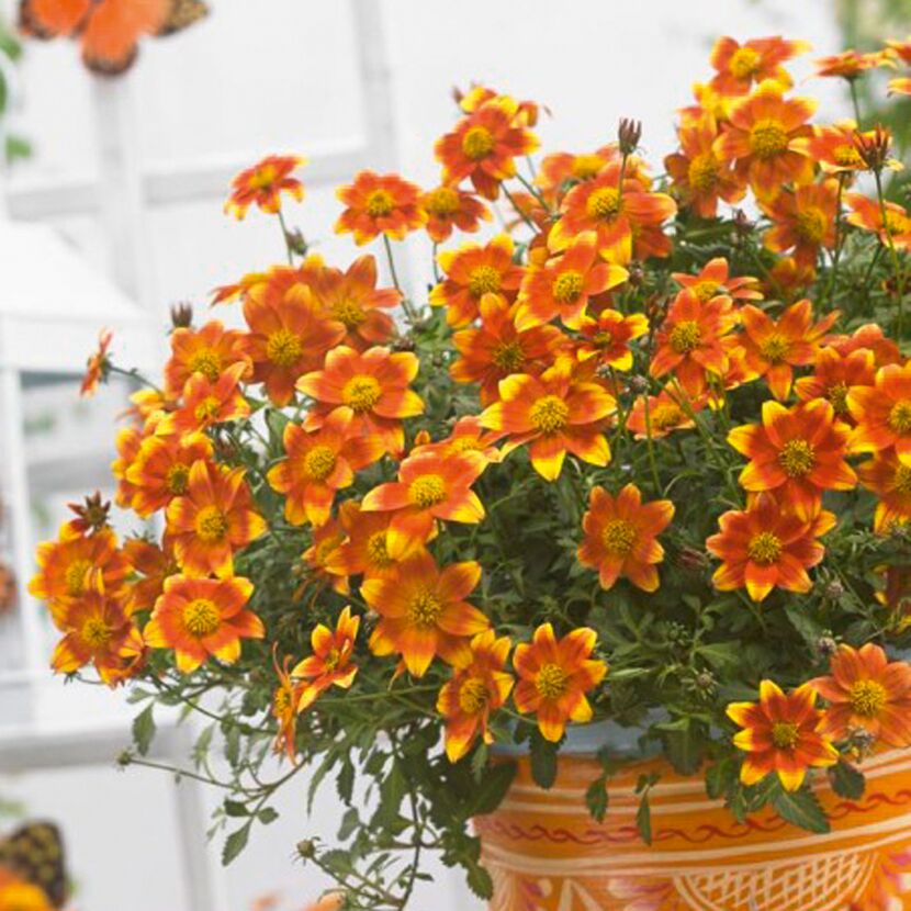 Bidens ferulifolia Goldmarie in einem Topf