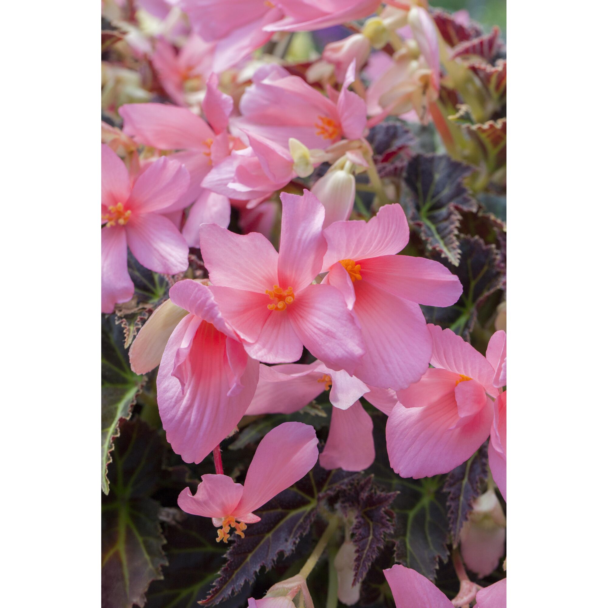 Nahaufnahme von rosa Hängebegonienblüten