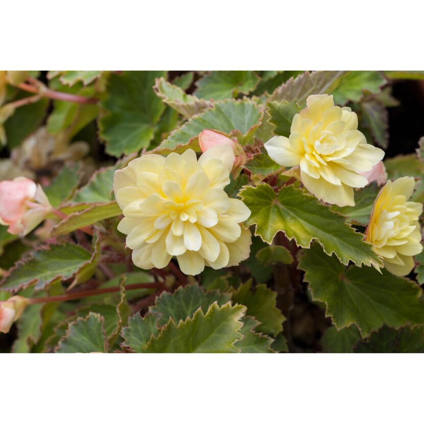 Hellgelbe Begonienblüten