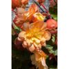 Nahaufnahme von orangen Begonienblüten