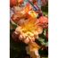 Nahaufnahme von orangen Begonienblüten