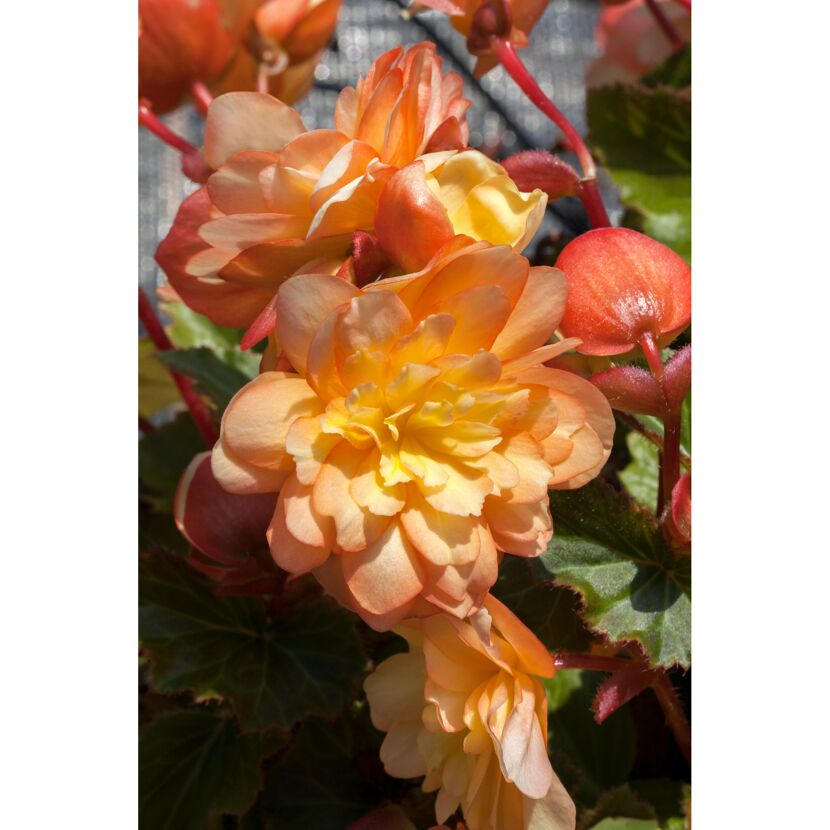 Nahaufnahme von orangen Begonienblüten