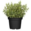Oregano-Pflanze im schwarzen Topf