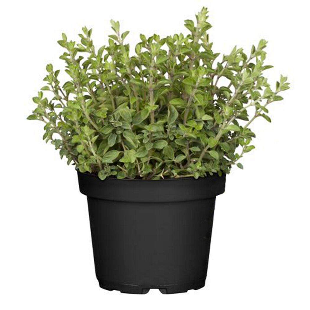Oregano-Pflanze im schwarzen Topf