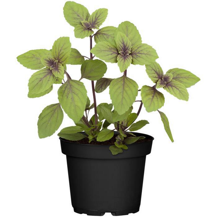Kräuter nützlingsfreundliche Sorten 12 cm Topf