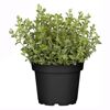 Oregano-Pflanze im schwarzen Topf