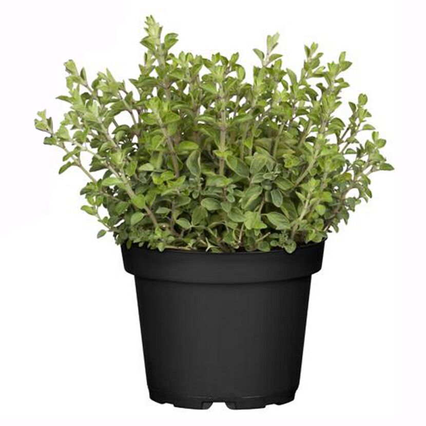 Oregano-Pflanze im schwarzen Topf