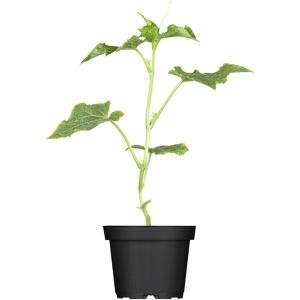 Mini-Schlangen-Gurke veredelt 'Minigreen' 12 cm Topf