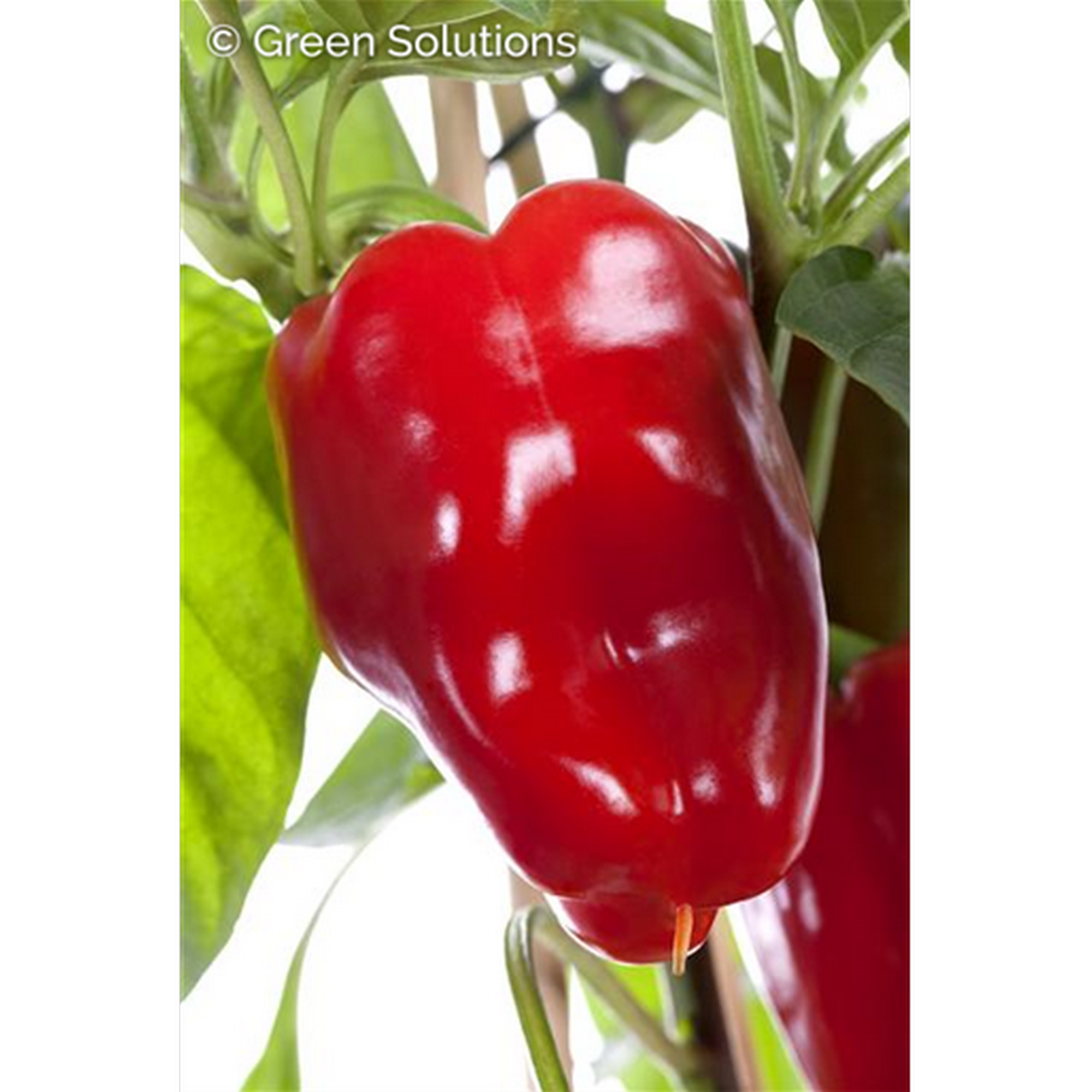 Snackpaprika 'Sweety red' 10,5 cm Topf