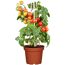 Tomatenpflanze mit gelben und roten Cocktailtomaten