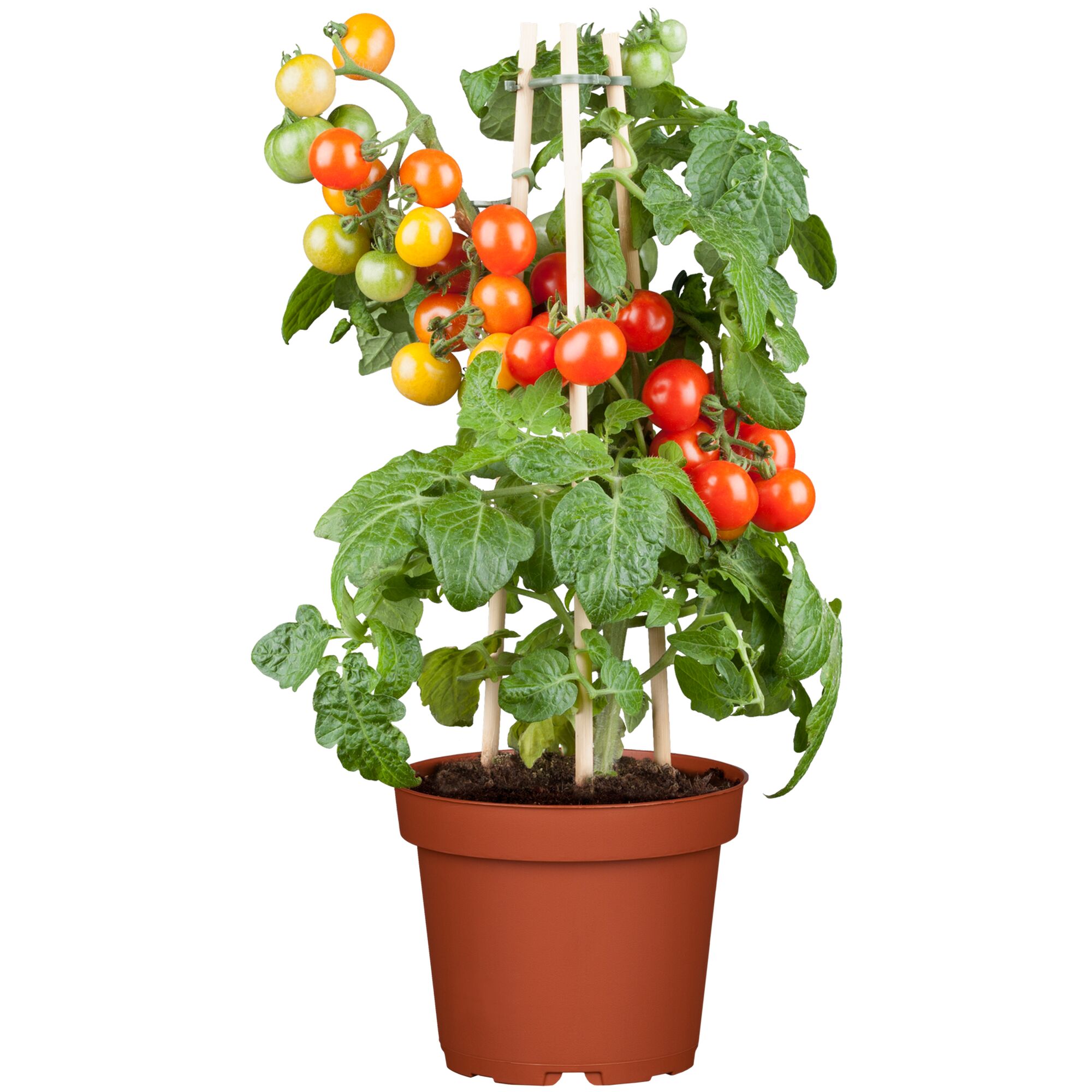 Tomatenpflanze mit gelben und roten Cocktailtomaten