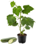 Naturtalent by toom® Bio-Schlangengurke 13 cm Topf