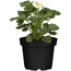 Naturtalent by toom® Bio-Erdbeere 'Ostara' 13 cm Topf