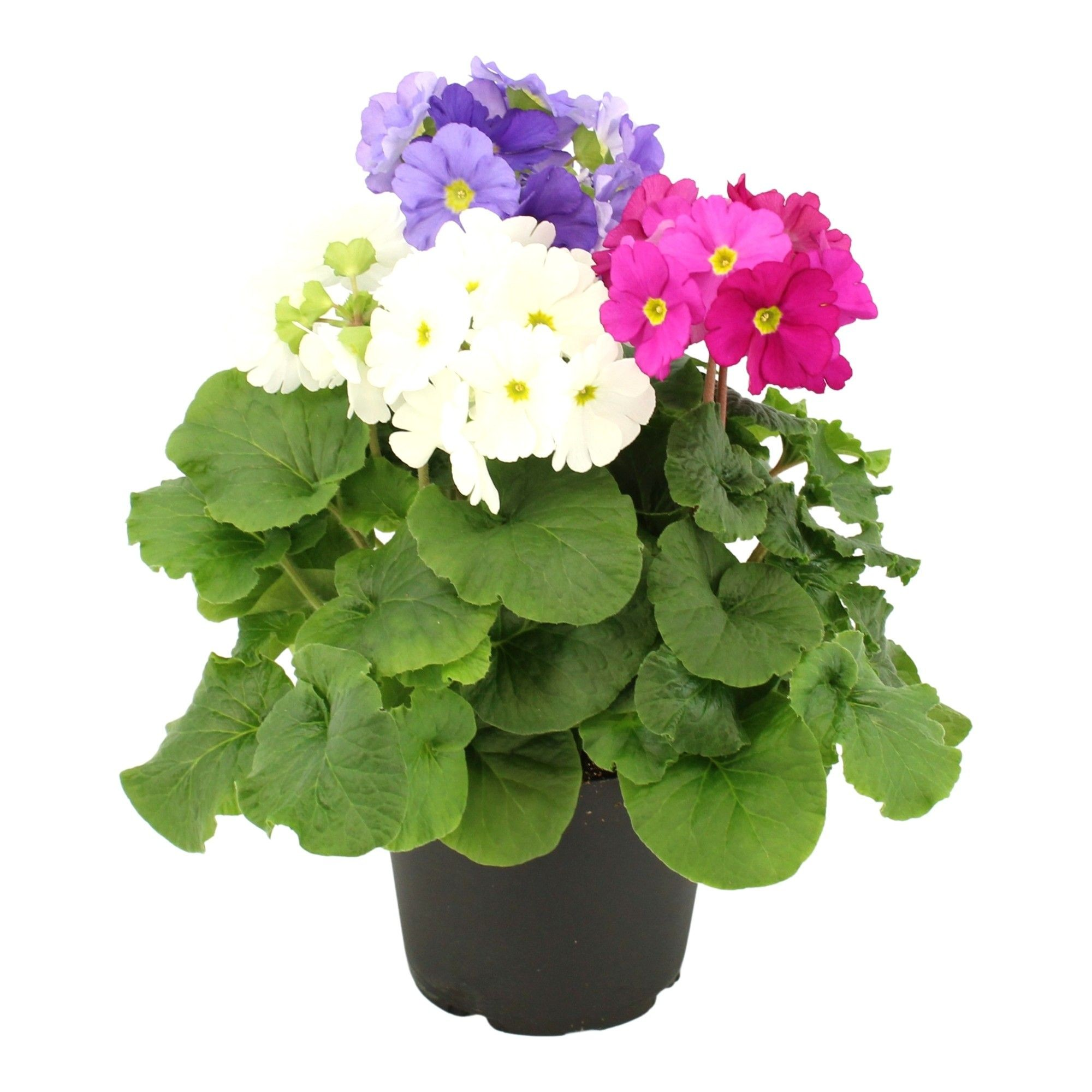 Becher-Primel 'Touch Me®' Trio 10,5 cm Topf